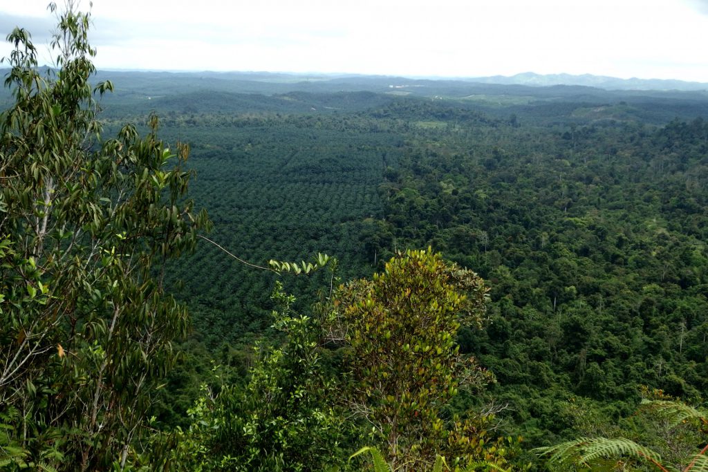 Deštný prales bránící se palmové plantáži