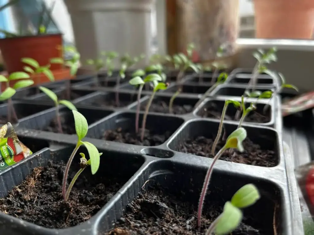 Mikrozelenina a klíčení