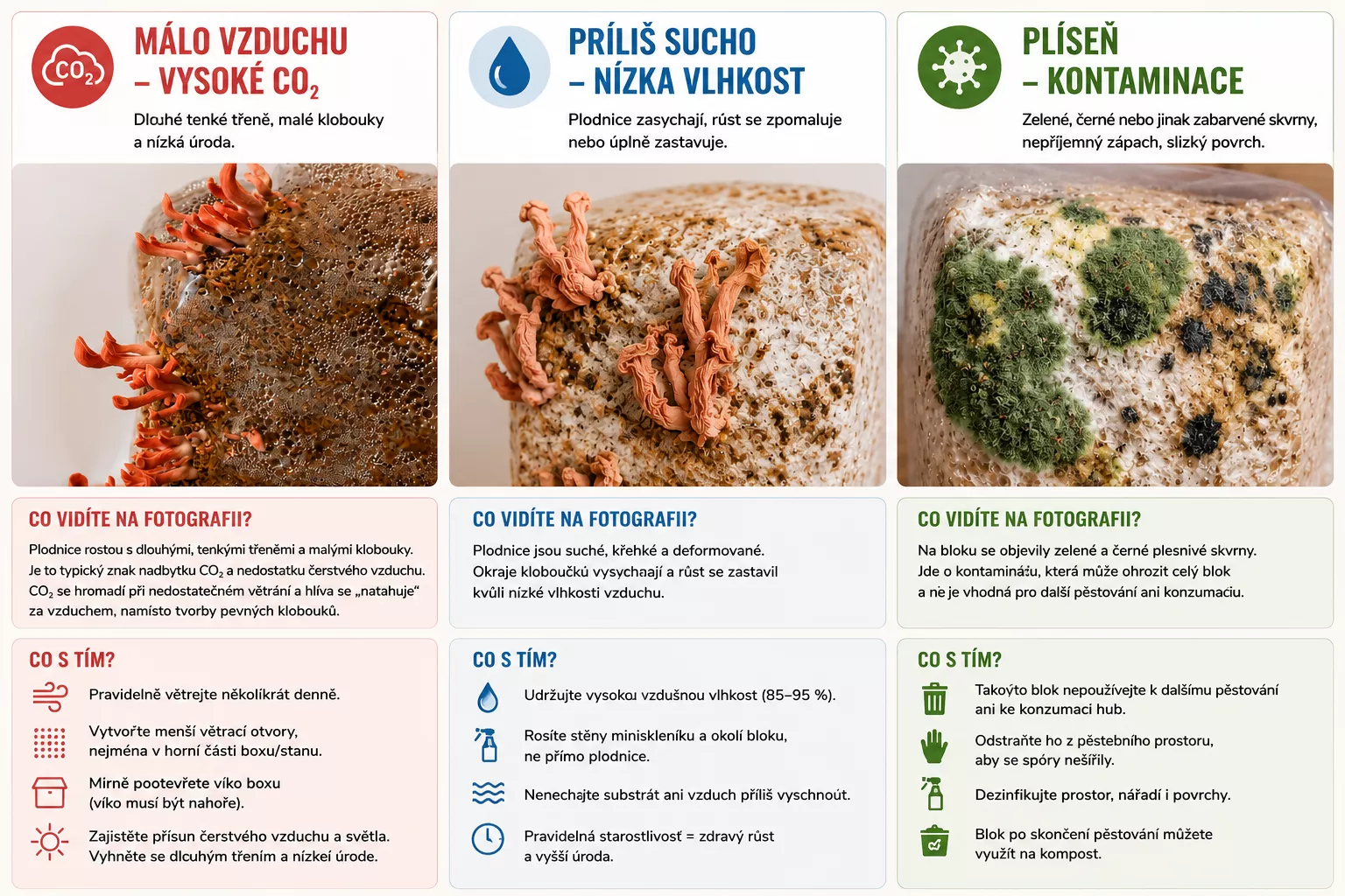 Nejčastější problémy při pěstování hlívy růžové – nedostatek vzduchu, nízká vlhkost a kontaminace plísní.